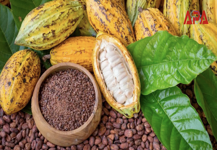 cacao ci
