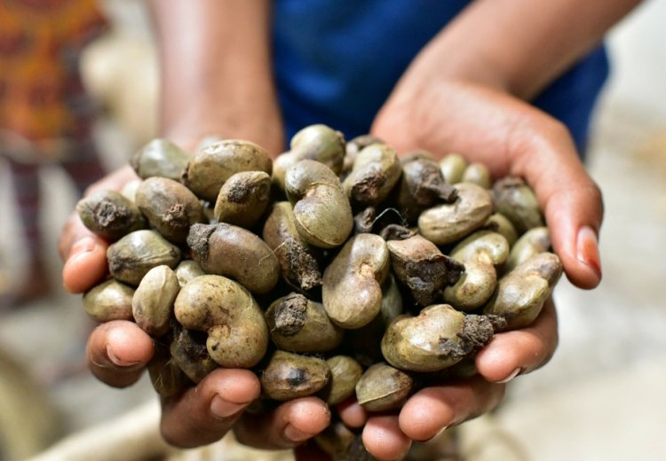 Filière Anacarde : La Côte d'Ivoire renforce sa position de leader mondial avec une production en hausse et une transformation locale accélérée
